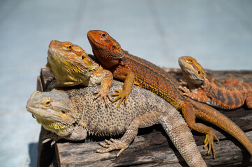 bearded dragon on ground with blur background