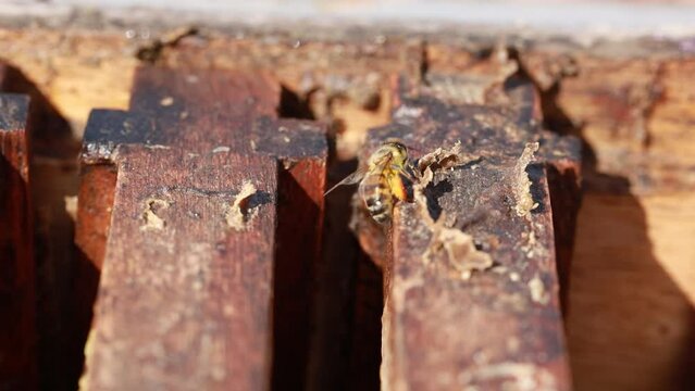 Abeja cargada con polen en colmena