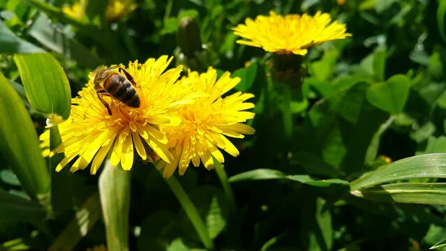 yellow dandelion and bee blooming in spring video image