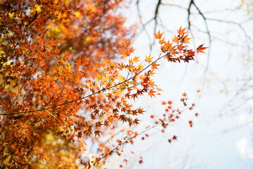 秋の風景