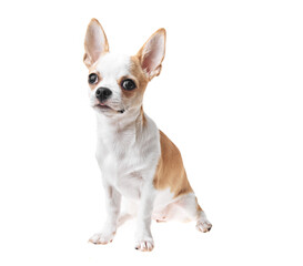 Beautiful and cute white and brown mexican chihuahua dog over isolated background. Studio shoot of purebreed miniature chihuahua puppy.