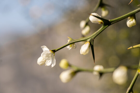 Tree blooming spinescent branch closeup. Early spring flower on blurred background
