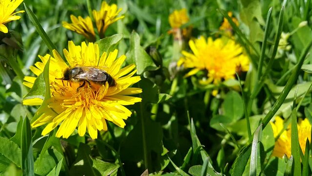yellow dandelion and bee blooming in spring video image