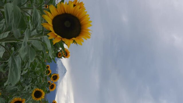 field of sunflowers on the popocatepetl volcano in Mexico