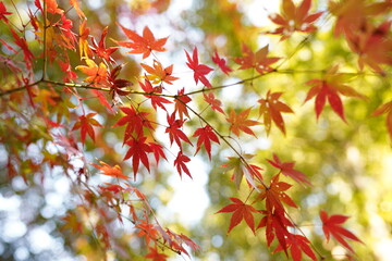 紅葉