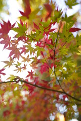 紅葉