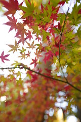 紅葉