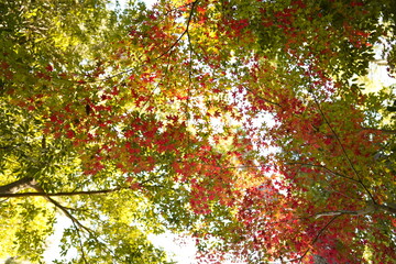 紅葉
