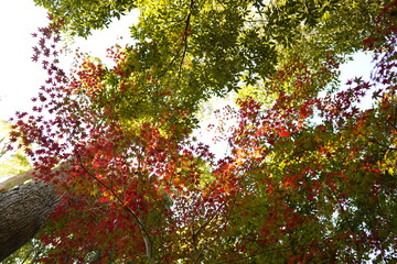 紅葉
