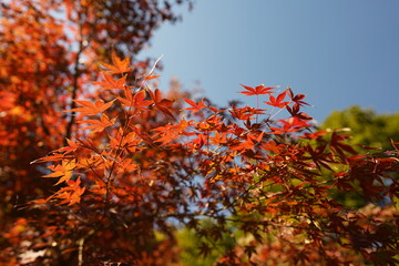 紅葉