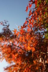 紅葉