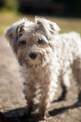 Adorable portrait of grey terrier with a dirty face