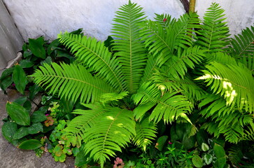 Ostrich plant in a flower bed near a white wall.