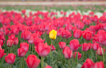 Lonely yellow tulip among red tulips
