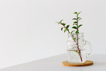 卓上のミニ観葉植物