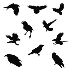 raven and crow bird silhouette set. vector isolated on white background.	