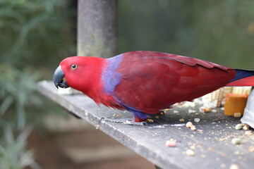 Papagaio Vermelho / Ecletus / Red Parrot