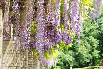 深大寺植物園　藤棚