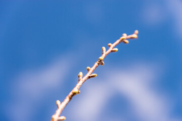 Blooming leaves on a background of blue sky.