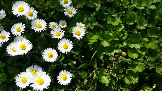 prairie plant white daisy blooming flower video image