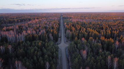 forest