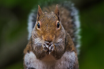 squirrel eating nut