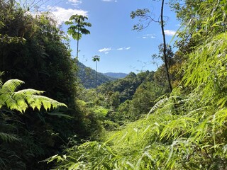 forest in the mountains