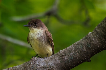 female house sparrow