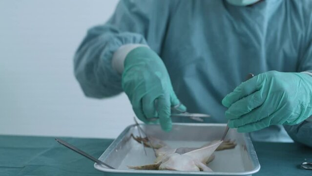 Education concept of 4k Resolution. Researchers are dissecting frogs in a lab.