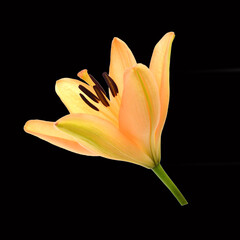 Lily flower isolated on black background