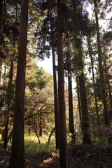 Fototapeta premium 緑地