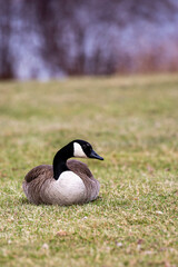 Canada geese (Branta canadensis) laying in the grass in April