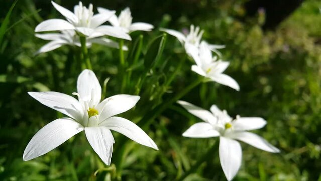 star shaped white flower video image