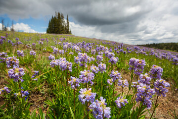 Mountains meadow