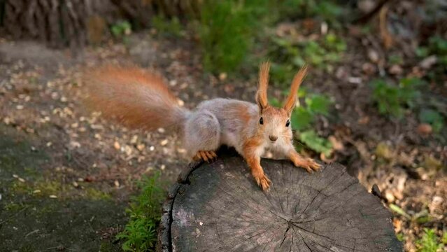 A fluffy red squirrel runs up and climbs a stump in the forest. Wild animals in nature