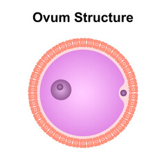 Scientific Designing of Ovum Structure. Colorful Symbols. Vector Illustration. - obrazy, fototapety, plakaty