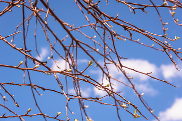 Swollen buds on an apple tree in spring.