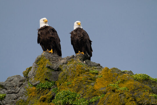 Bald eagles perch atop Copalis Rock in Washington as dark clouds roll in.