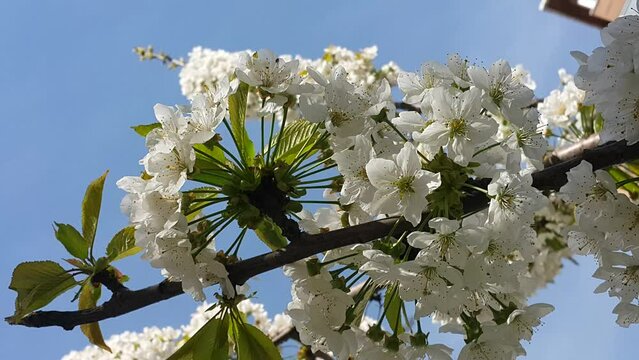 fruit trees blooming in spring video image