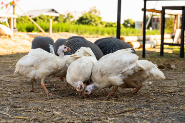 Guinea fowl on ground