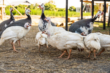 Guinea fowl on ground