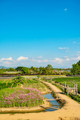 Beautiful flower garden in Chiangmai province