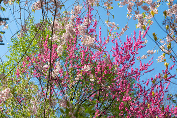 色とりどりの花