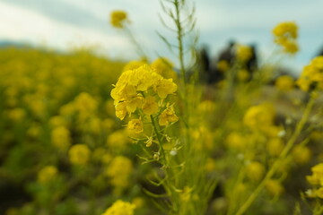 Fototapeta premium 菜の花
