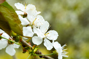 Kwitnące drzewa owoce, kwiaty czereśni, kwiaty wiśni, kwiaty wiśni, kwitnący sad, kwiaty owoców, kwiaty drzew, kwiaty, kwiat w sadzie, Flowering fruit trees, cherry blossoms, cherry blossoms, cherry b © Follow the Sun
