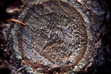 Parts of trees that have been exposed to extreme weather and have suffered the consequences.