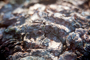 Parts of trees that have been exposed to extreme weather and have suffered the consequences.