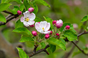 kwiaty jabłoni, kwiaty drzewa jabłoni, kwitnąca jabłoń macro  - obrazy, fototapety, plakaty