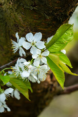 Kwitnące drzewa owoce, kwiaty czereśni, kwiaty wiśni, kwiaty wiśni, kwitnący sad, kwiaty owoców, kwiaty drzew, kwiaty, kwiat w sadzie, Flowering fruit trees, cherry blossoms, cherry blossoms, cherry b © Follow the Sun