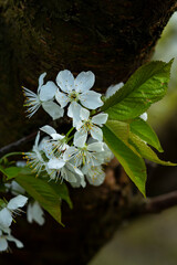 Kwitnące drzewa owoce, kwiaty czereśni, kwiaty wiśni, kwiaty wiśni, kwitnący sad, kwiaty owoców, kwiaty drzew, kwiaty, kwiat w sadzie, Flowering fruit trees, cherry blossoms, cherry blossoms, cherry b © Follow the Sun